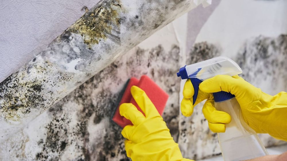 Kompetente Schimmelbekämpfung für Ihr Zuhause